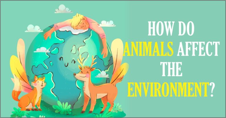 How do animals affect the environment?